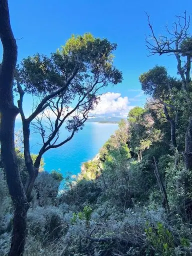 Il mare azzurro di Populonia visto dal sentiero, fra i rami dei pini e la macchia