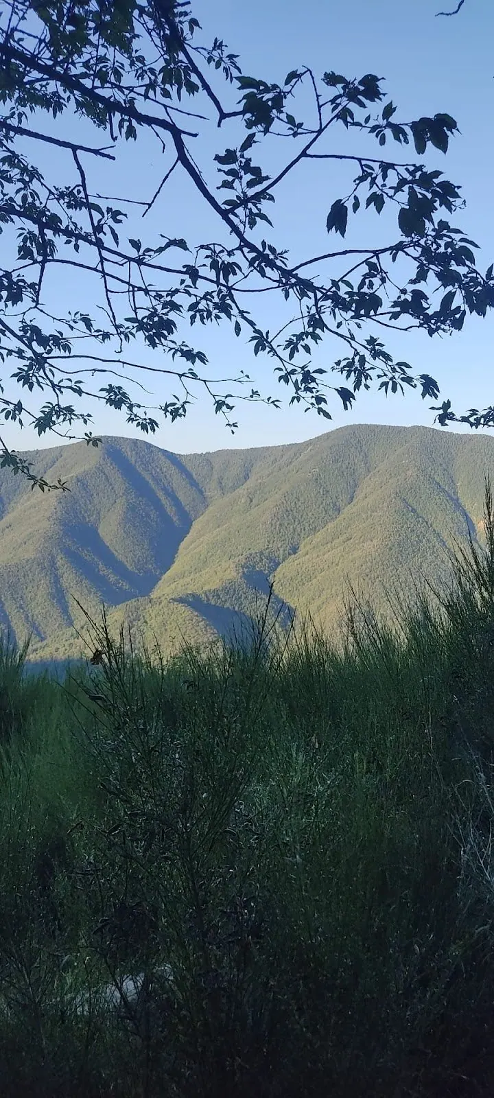 La valle dell'Orsigna al tramonto, con i crinali dei monti fra i rami di un albero