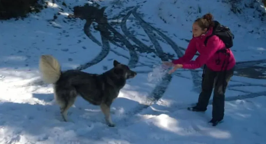 Una donna gioca con un cane nella neve