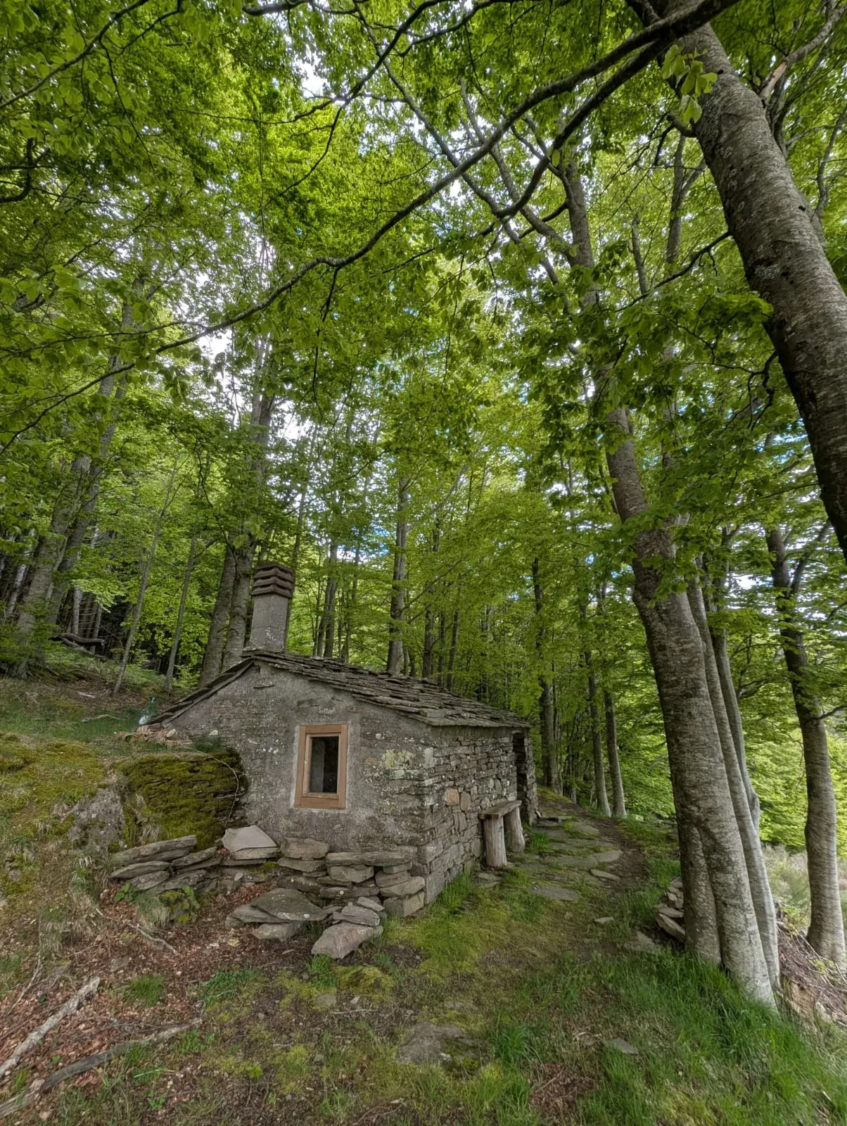 Una piccola casa di pietra nel bosco di faggi
