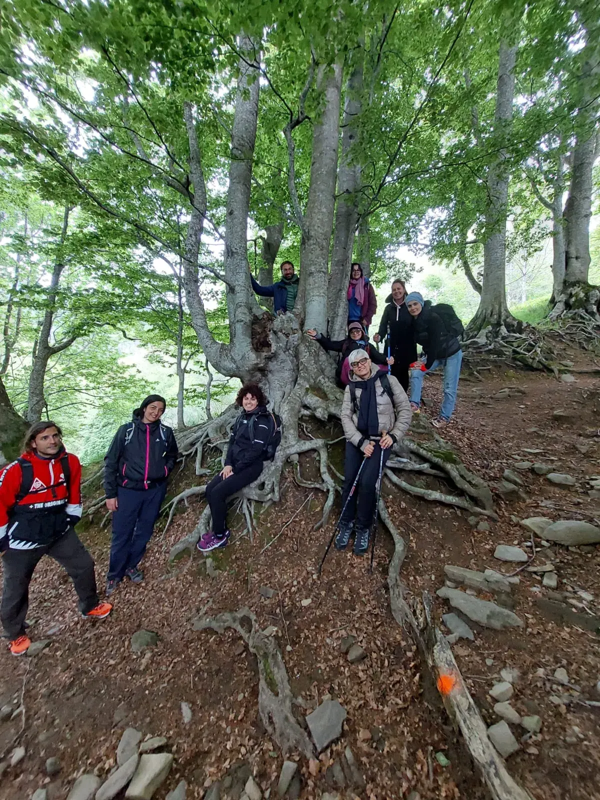 Il gruppo fra le radici di un grande faggio nel bosco