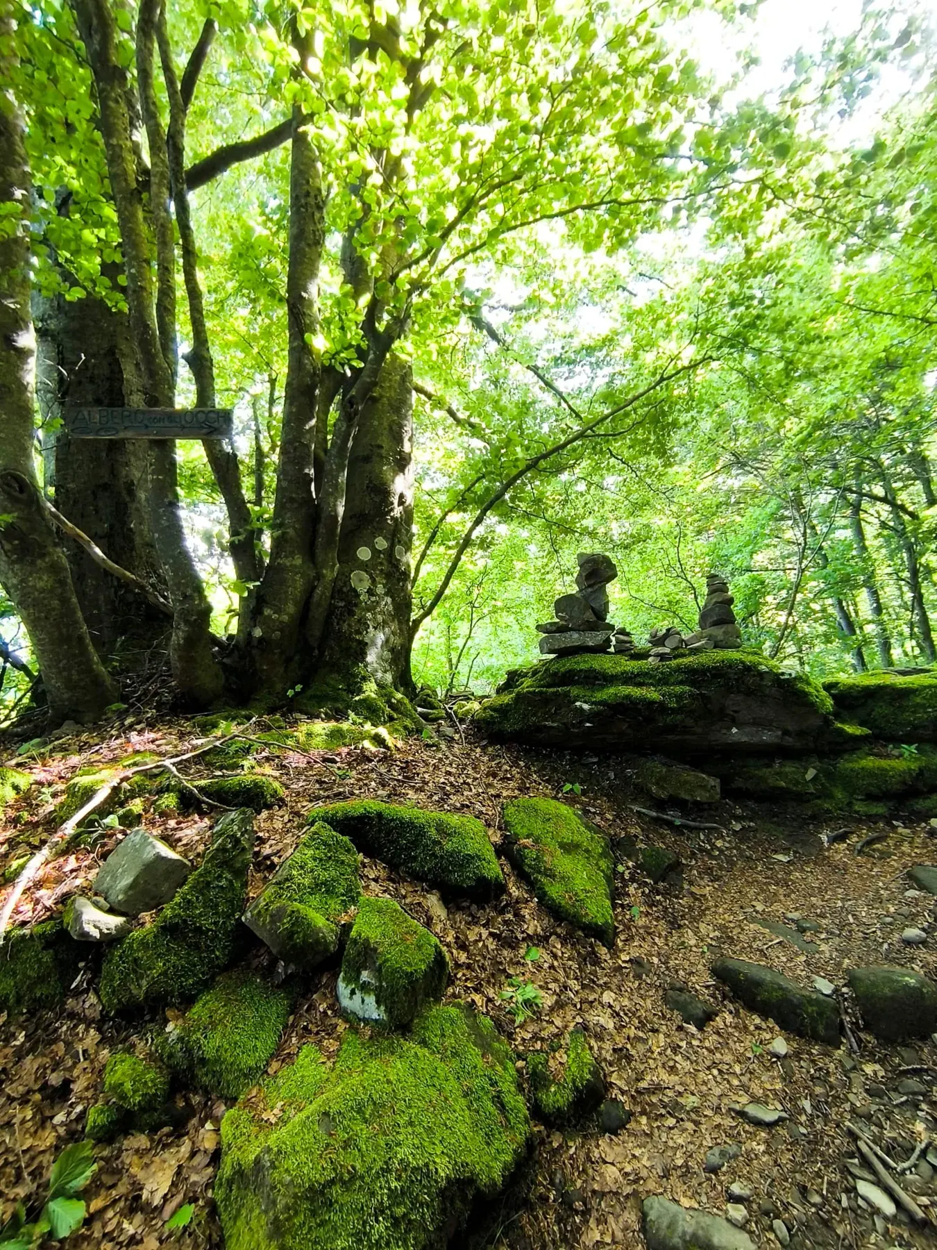 Pietre coperte di muschio fra gli alberi, nella luce verde del bosco