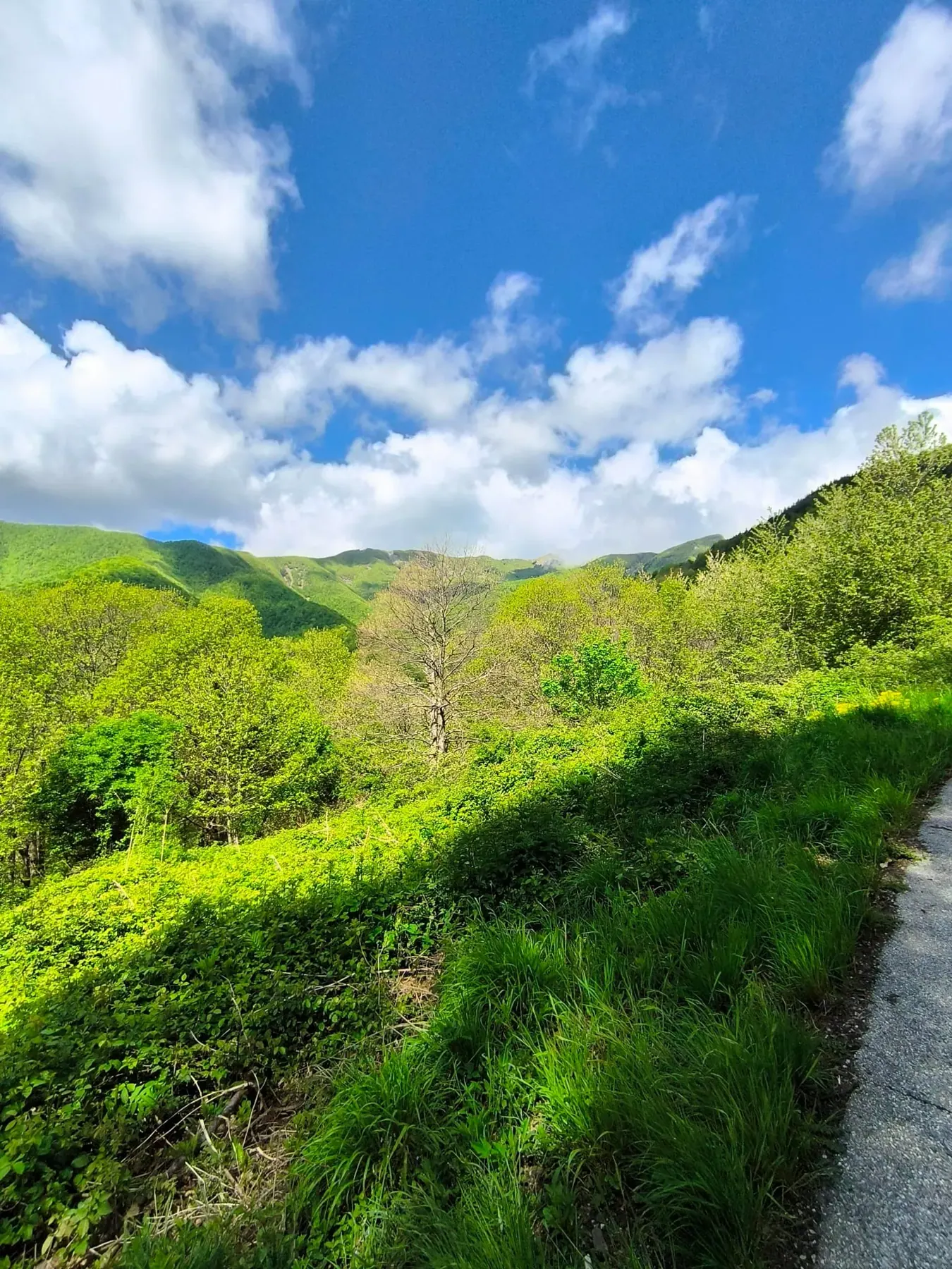 I prati verdi e le montagne boscose della valle dell'Orsigna sotto un cielo di nuvole bianche